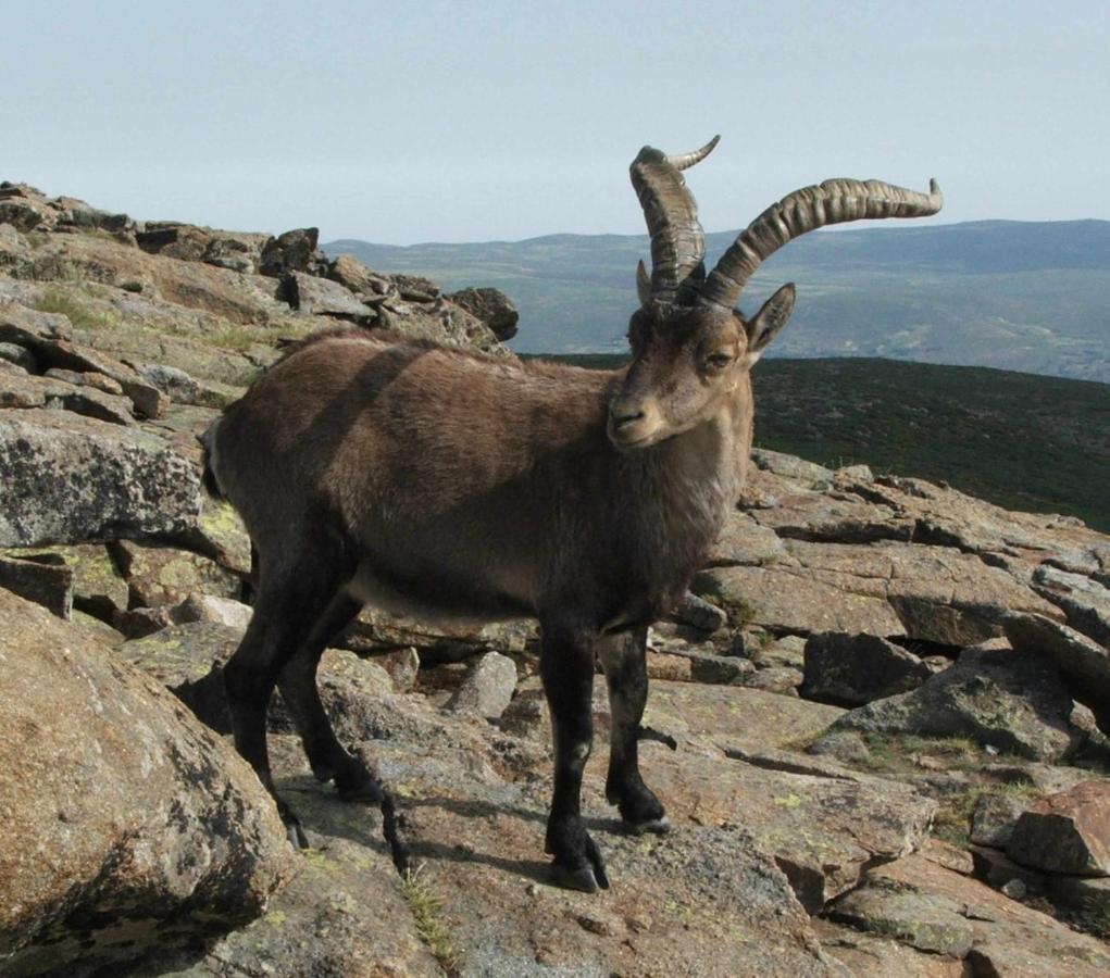 El Nido De Gredos Cuco Apartamento Con Chimenea Navarredonda de Gredos Buitenkant foto