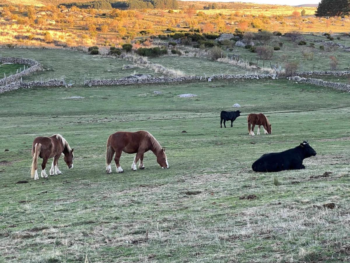 El Nido De Gredos Cuco Apartamento Con Chimenea Navarredonda de Gredos Buitenkant foto